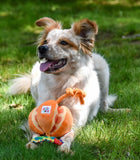 The Very Hungry Caterpillar Orange Rope Dog Toy By Happy Pet