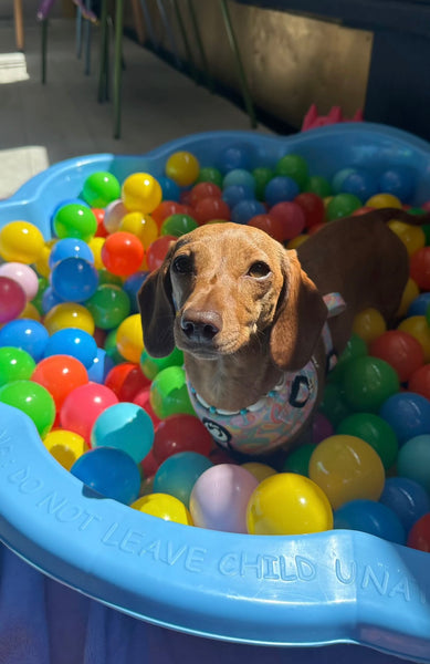 4th Oct Love From Betty Socials Dachshunds @ Mi Coffee & Cake Sandhurst