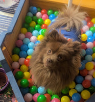 20th Sept Love From Betty Socials Poms/Spitz & Toy Breed Pals @ Mi Coffee & Cake Sandhurst