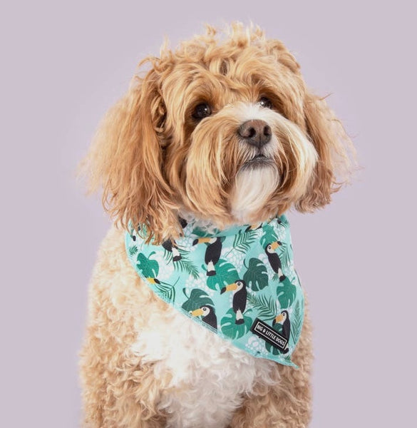 Toucan Do It Cooling Dog Bandana By Big & Little Dogs