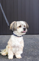 FuzzYard Life Slate Grey Dog Lead By FuzzYard