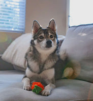 Plush Carrot Dog Toy By Midlee