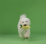 Lemon Squeaky Toy By Chewffon