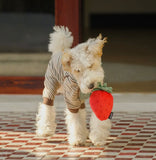 Strawberry Squeaky Toy By Chewffon