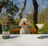 Champers Toy By Chewffon