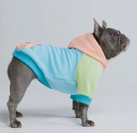 Jelly Bean Colour Block Hoodie By Spark Paws