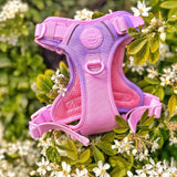 Pink Love That For You Colour Drops Harness By Bailey & Coco