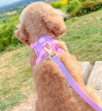 Pink Love That For You Colour Drop 5ft Dog Lead By Bailey & Coco