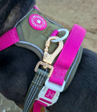 Olive Like It’s Hot Colour Drop 5ft Dog Lead By Bailey & Coco