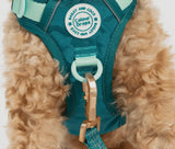 Ice Teal Green Colour Drop 5ft Dog Lead By Bailey & Coco