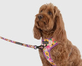 Spring Fling Over The Head Harness By Big & Little Dogs