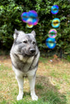 Donut Bubbles By Meaty Bubbles