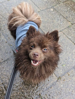 Dog Fleece & Knit Jumper Grey By House Of Paws