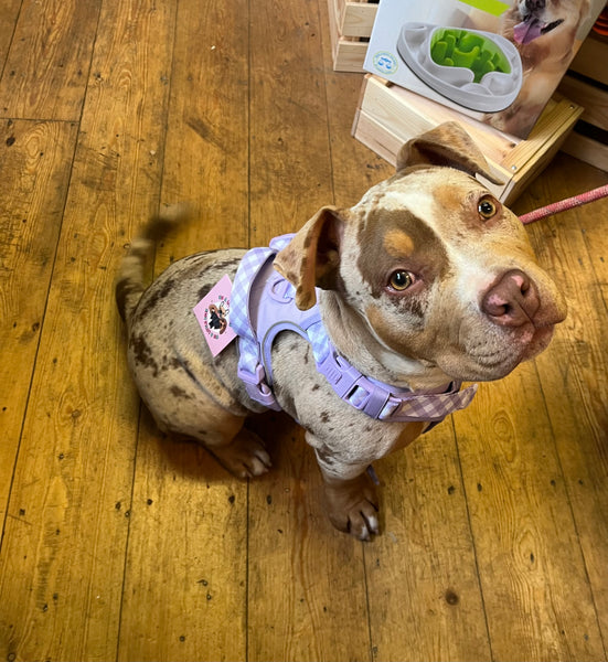 Gingham- Berry Purple Adventure All-Rounder Dog Harness By Big & Little Dogs
