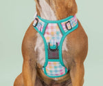 Gingham-Rainbow Adventure All-Rounder Dog Harness By Big & Little Dogs