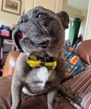 Clueless Tartan Dog Bow Tie Handmade By Urban Tails