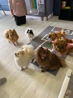 20th Sept Love From Betty Socials Poms/Spitz & Toy Breed Pals @ Mi Coffee & Cake Sandhurst