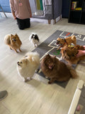 20th Sept Love From Betty Socials Poms/Spitz & Toy Breed Pals @ Mi Coffee & Cake Sandhurst