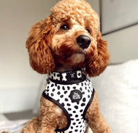 Dixie Dalmatian Dog Harness By The Spotty Hound