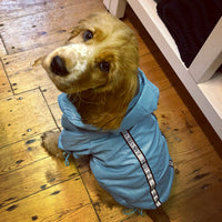 Rainstorm Teal Dog Jacket By Urban Pup