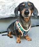 Dinosaur Land Step In Dog Harness By Fuzzyard