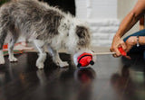 Merry Woofmas Clumsy Santa Chimney Christmas Dog Toy By P.L.A.Y