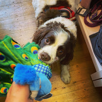 Fetching Flock Peacock Dog Toy By P.L.A.Y