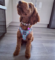 Summer Punch Watermelon Step In Dog Harness By Fuzzyard