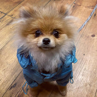 Rainstorm Teal Dog Jacket By Urban Pup