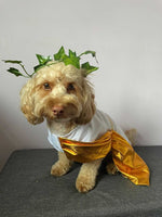 Toga Dog Costume By Midlee