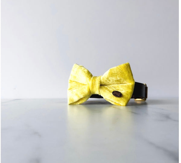 Hello Yellow Velvet Dog Bow Tie By The Distinguished Dog Company