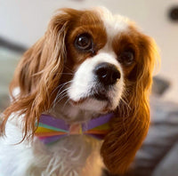 Rainbow Bright Stripe Dog Bow Tie Handmade By Urban Tails