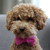 Pink Pop Velvet Bow Tie By The Distinguished Dog Company