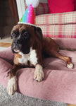 Rainbow Handcrafted Dog Party Hat By Pup Party Hats