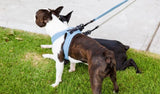 FuzzYard Life French Blue Step In Dog Harness By Fuzzyard