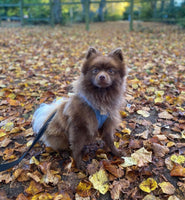 FuzzYard Life French Blue Step In Dog Harness By Fuzzyard