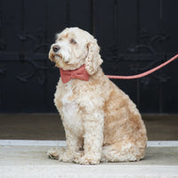 Orange Tweed Dog Bow Tie By Sweet William