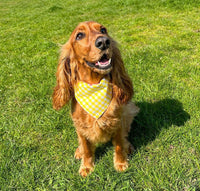 Gingham Dream Bandana Handmade By Urban Tails