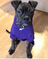 Royal Purple Cosy Dog Hoodie