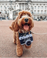 Camera Plush Dog Toy By P.L.A.Y