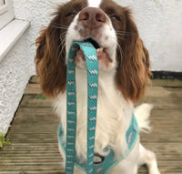 Lightning Love Dog Lead By The Spotty Hound