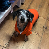 Bright Orange Cosy Dog Hoodie
