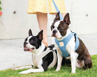 FuzzYard Life French Blue Step In Dog Harness By Fuzzyard