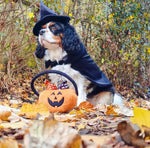 Howl-o-ween Trick Or Treat Basket Dog Toy By P.L.A.Y