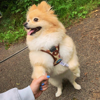 Go Nuts Donuts Step In Dog Harness By Fuzzyard