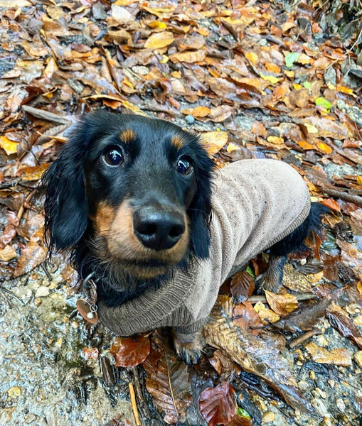 Dog Fleece & Knit Jumper Chocolate By House Of Paws