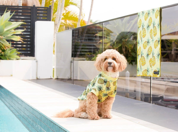 Lookin’ Pine Pineapple Beach Dog Rashie By Big & Little Dogs