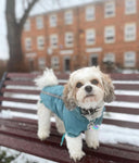 Rainstorm Teal Dog Jacket By Urban Pup