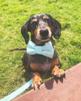 Star Struck Dog Bow Tie Handmade By Love From Betty X Urban Tails