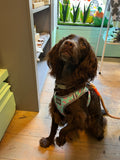 Summer Punch Watermelon Step In Dog Harness By Fuzzyard